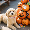 Adjustable Dog Collar With Metal Buckle
