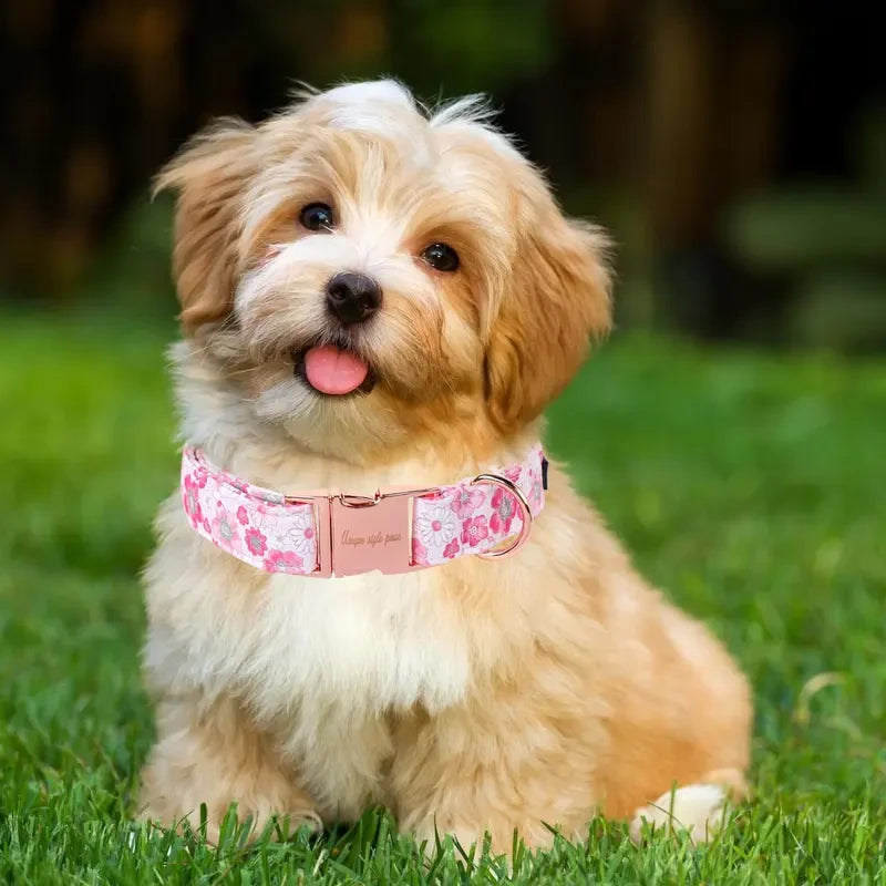 Adjustable Dog Collar With Metal Buckle